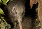 Kiwi North Island Brown ID 102069.jpg